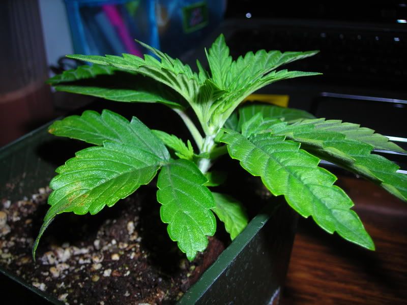 DSCN1377.jpg