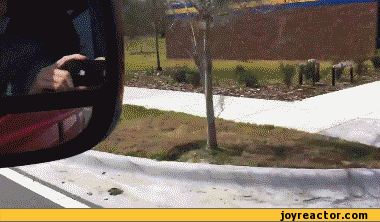 USA-fat-people-amurica-510508.gif