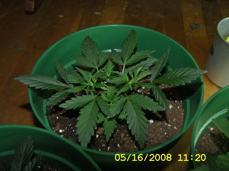 DCAM0181.jpg
