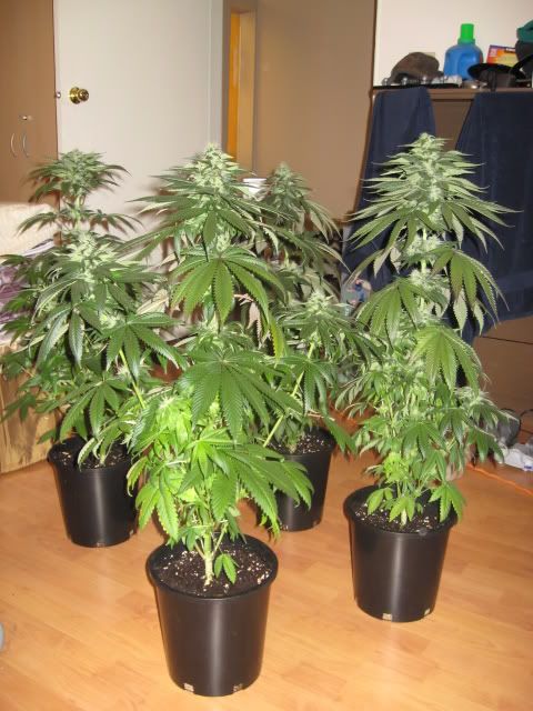 Plants001-2.jpg