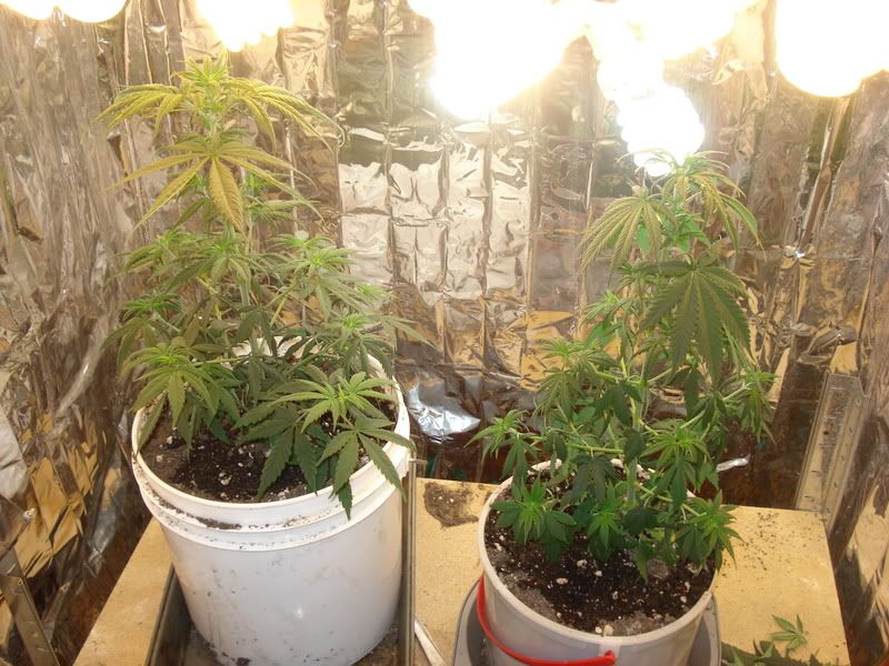 chron082.jpg