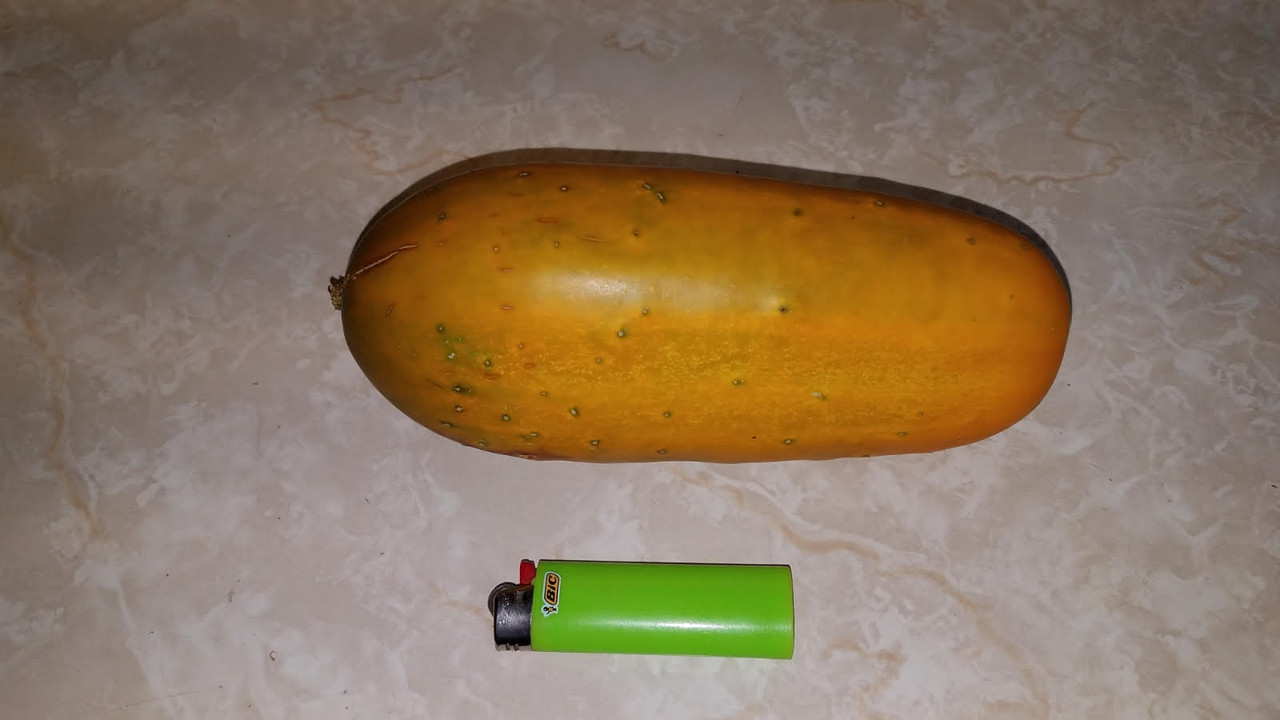 picklingcucumber.jpg