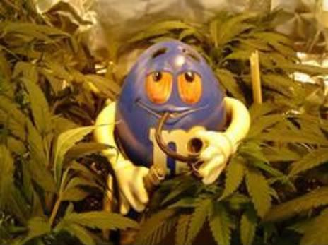 marijuana-58580-1.jpg