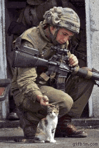 1235645057_boobie_trap_kitten.gif