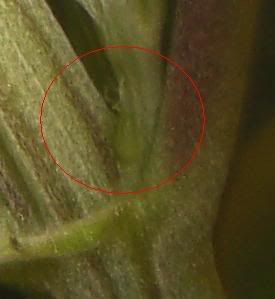 pistils2.jpg