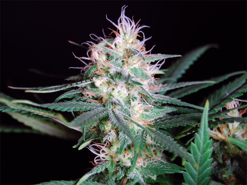 sour_bud_00.jpg