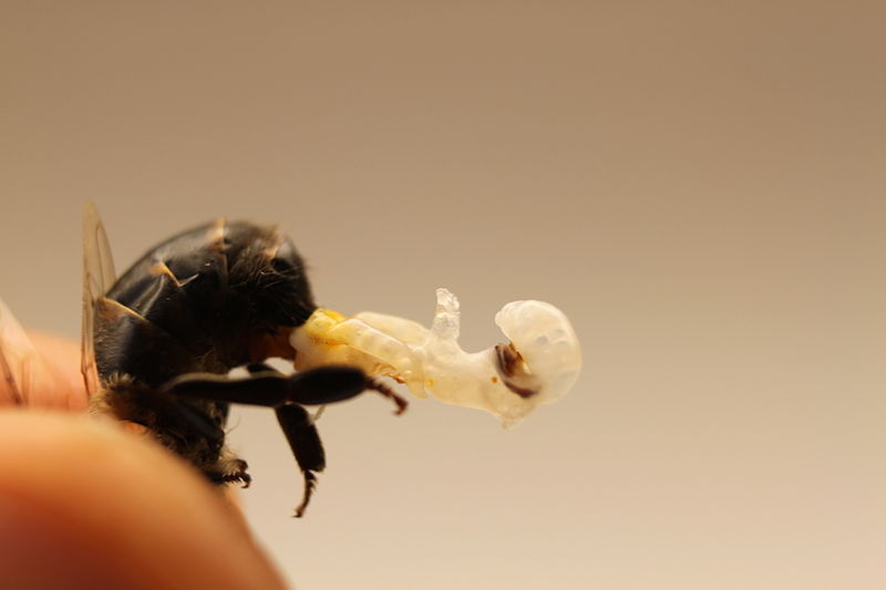 06_10_2013_bee-penis.jpg