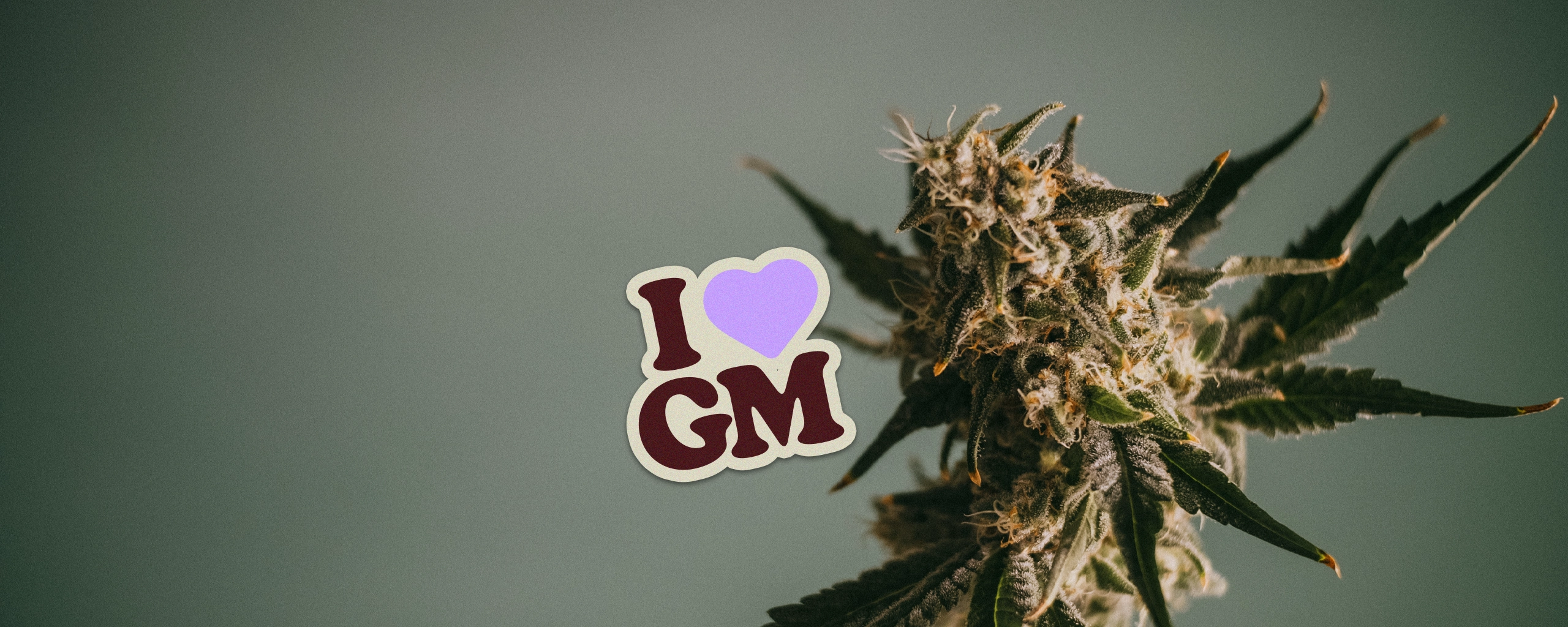 shop.ilovegrowingmarijuana.com