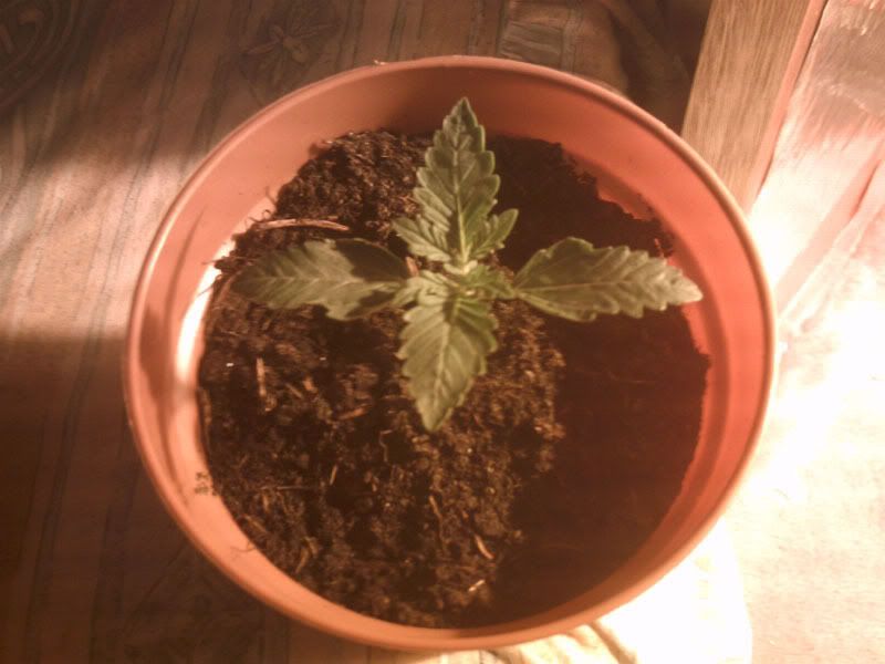 Plant1edit.jpg