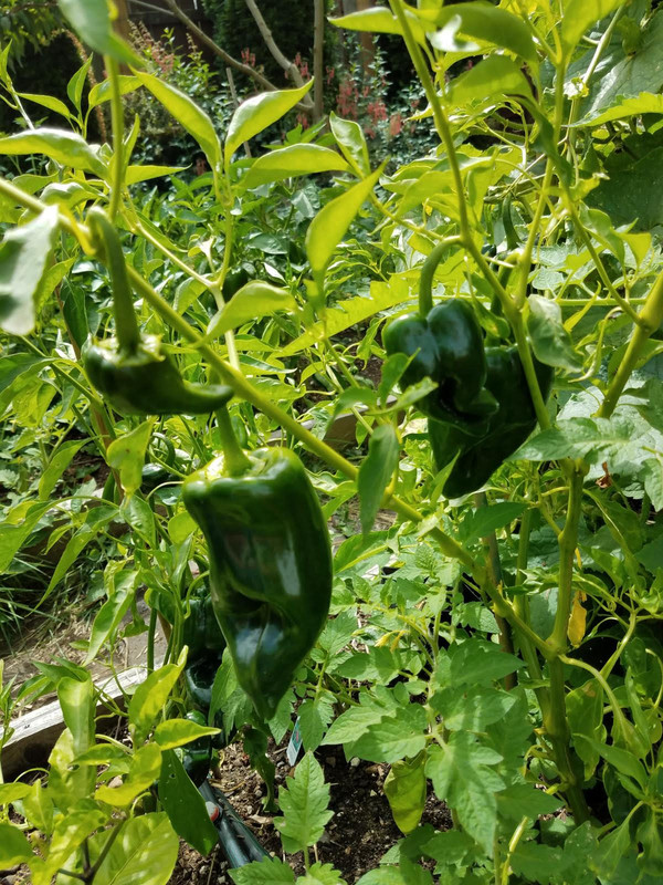 poblano92.jpg
