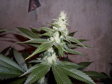 SAM_0520_zpsea369205.jpg