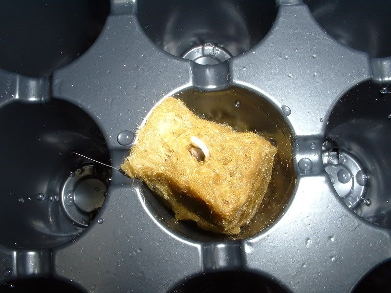 DSCF0028.jpg