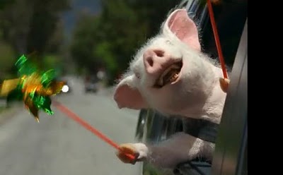 maxwellpig.jpg