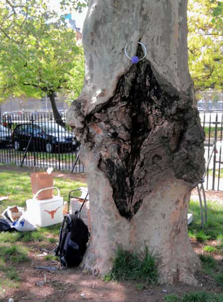 dtg_vaginatree_2011_9_2_bk02_z.jpg