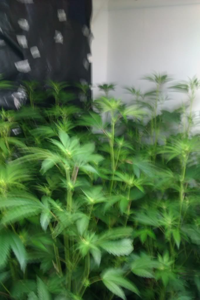 IMAG0196.jpg