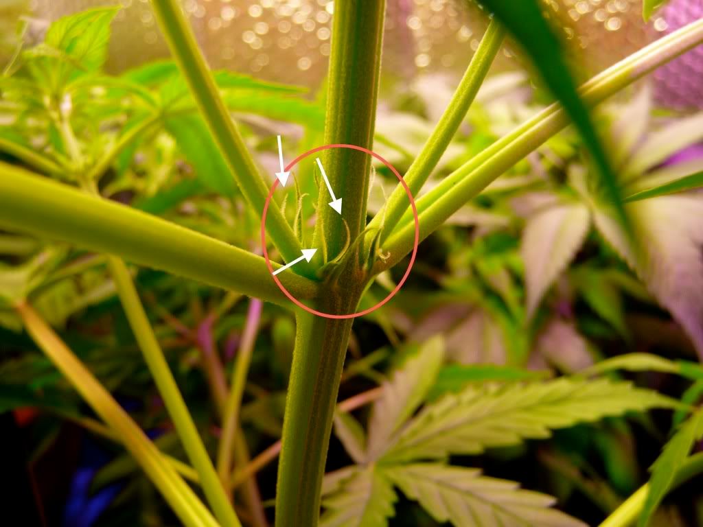P1-PISTILS.jpg