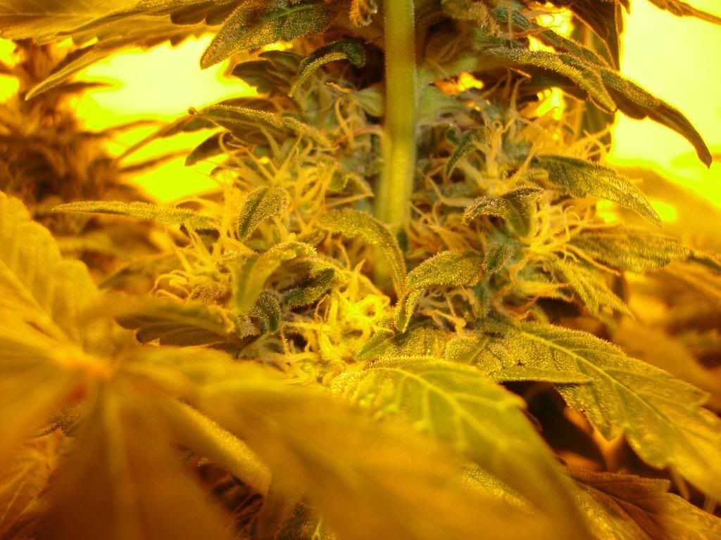 5weeks026.jpg