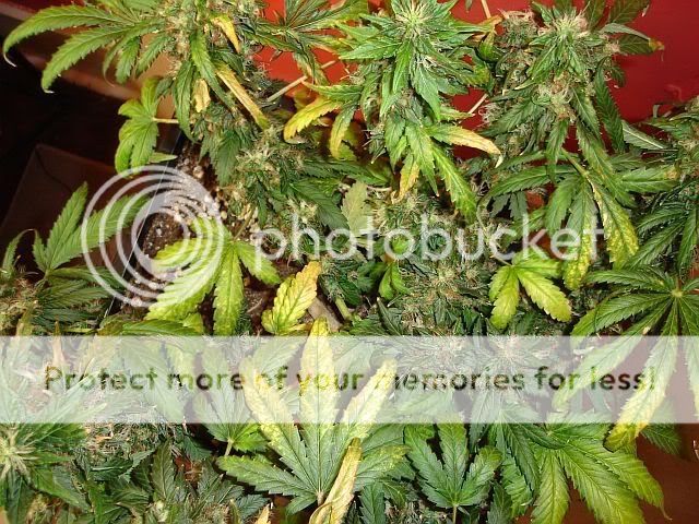 Chop3LST-top.jpg