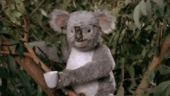 QiXJbcptX8rmM.gif