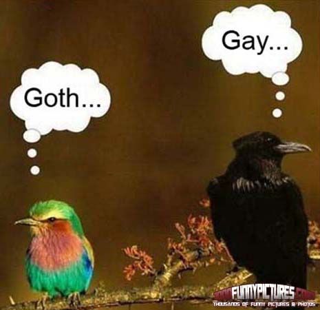 dfb04b5dd74d39c96d996d089a3ff63d--funny-animals-funny-birds.jpg