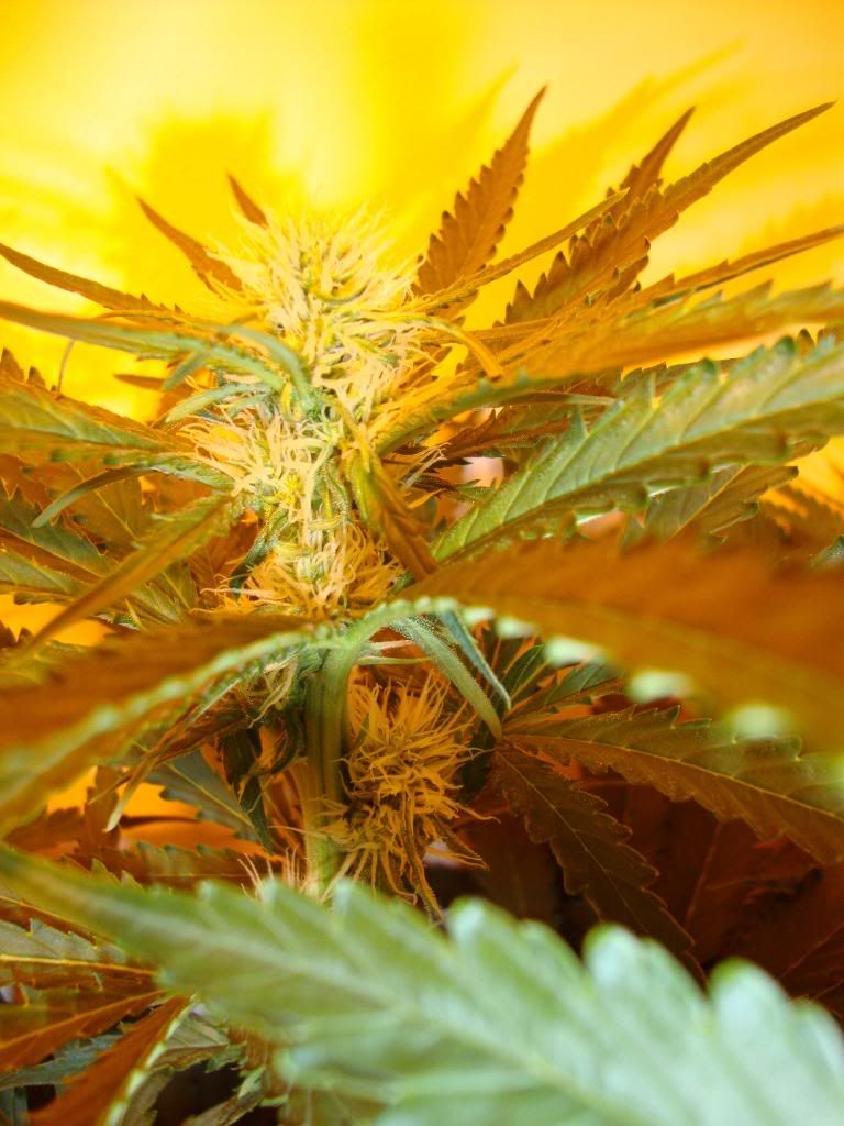 veg008.jpg
