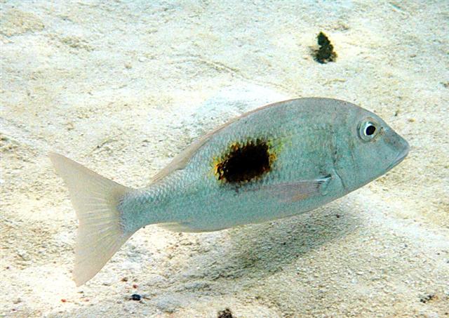 lethrinus_harak.jpg