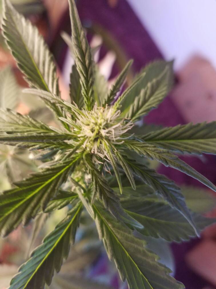 420-magazine-mobile1546094645.jpg
