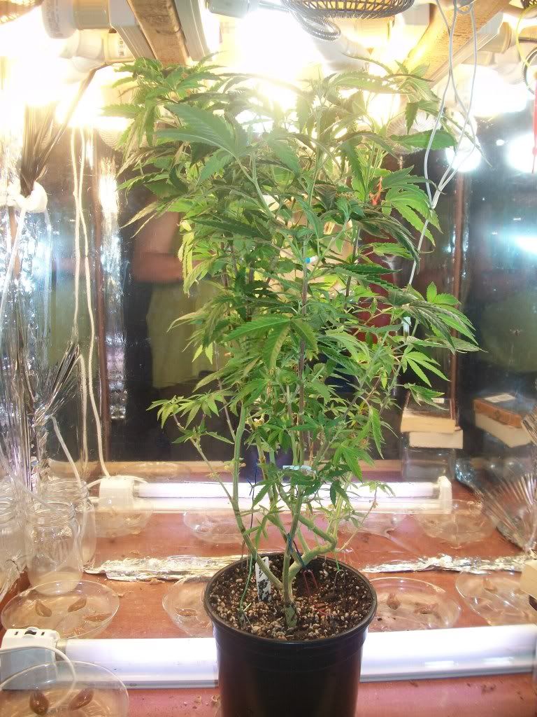 9-4-11001.jpg