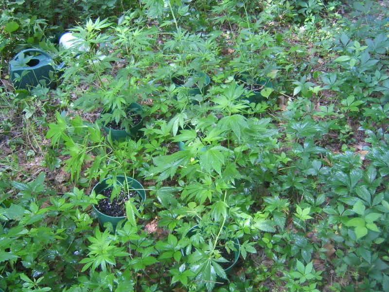 DCAM0068.jpg