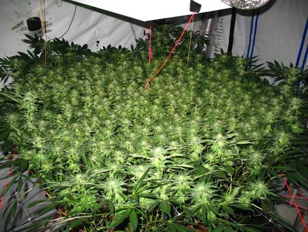 insane-scrog-day-37-flower-sm2.jpg
