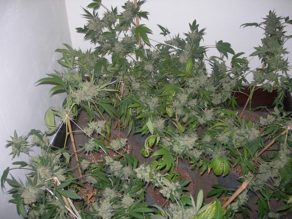 DSCN9246.jpg