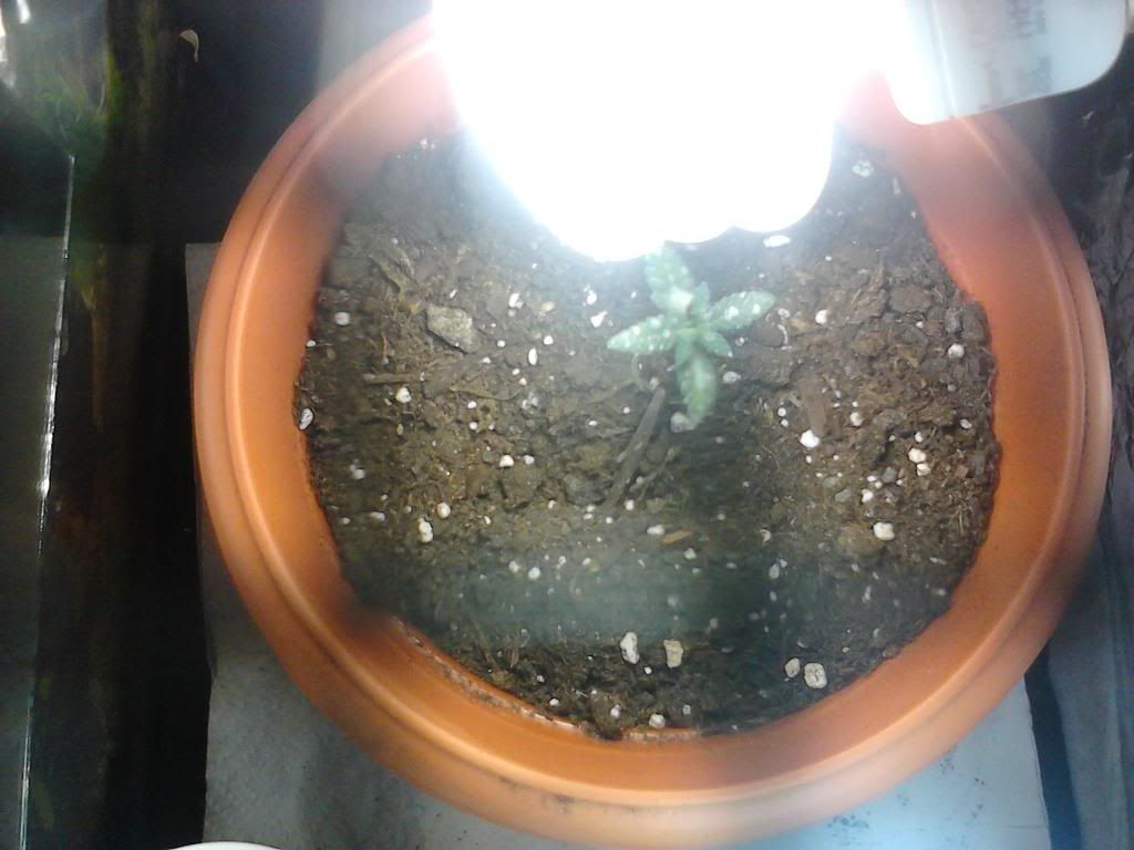 2011-05-10201912.jpg