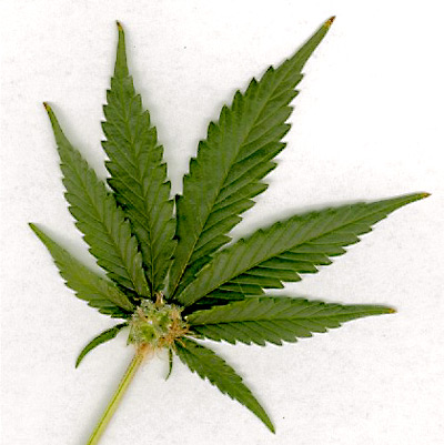 marijuana-leaf1.jpg
