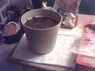 PlantBeggining003-2.jpg