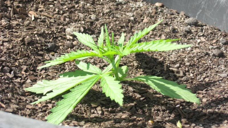 PLANTS004.jpg