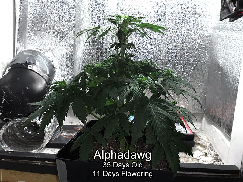 alpha-1.jpg