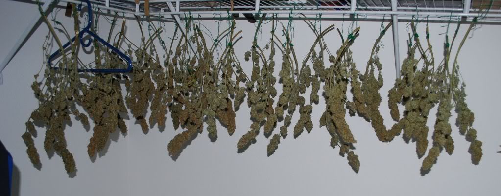 Hanging.jpg