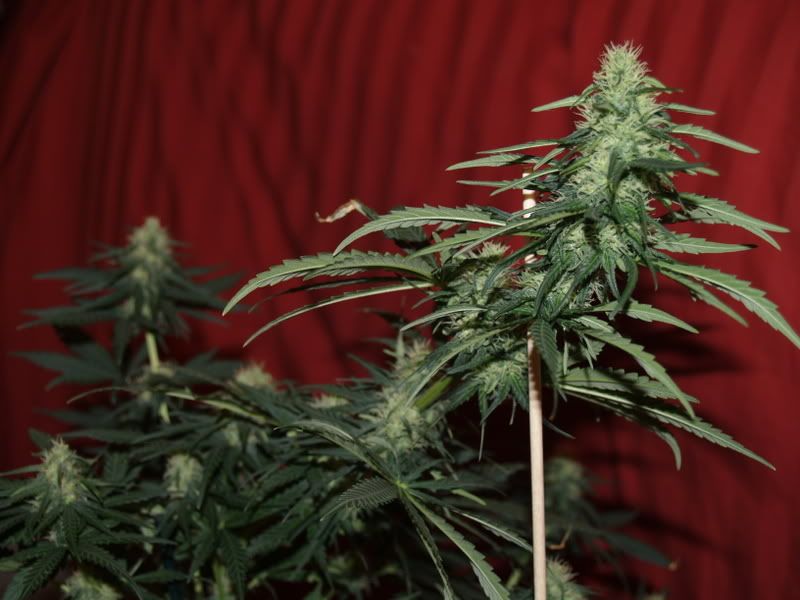 5day30colas.jpg