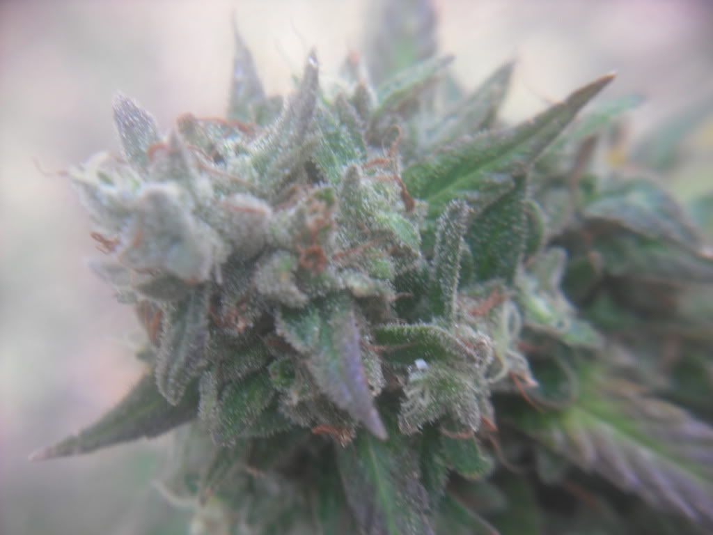buds003.jpg