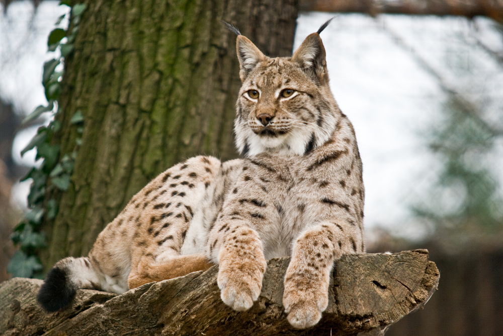 Euroazijski_ris_Lynx_lynx_Zagreb_112010_1.jpg