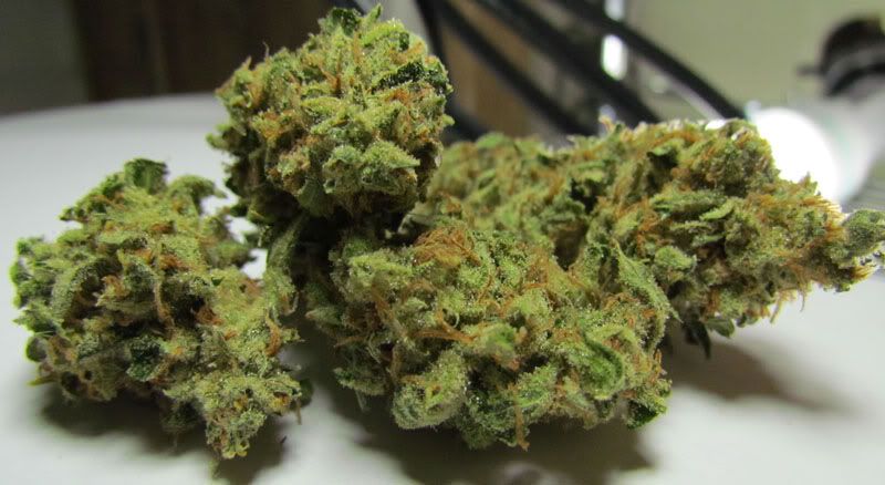 SourCream3.jpg