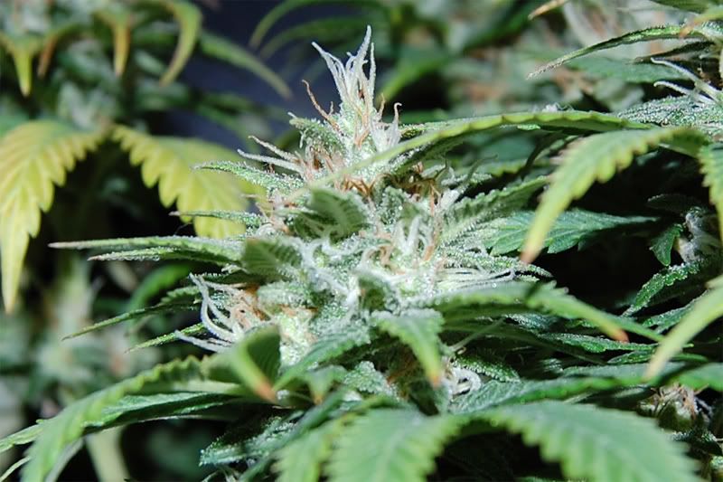 alpha_lower_bud_close.jpg
