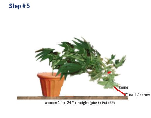 Step5.jpg