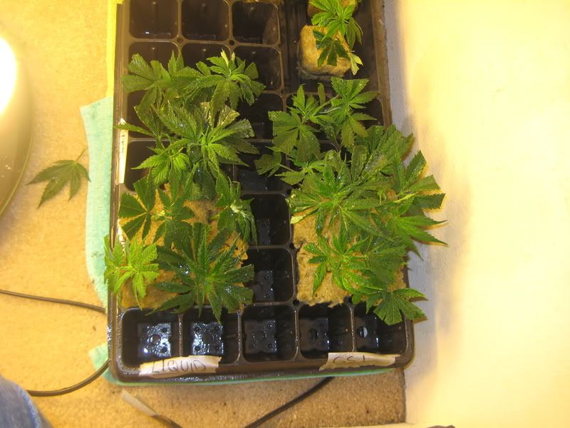 plants199.jpg