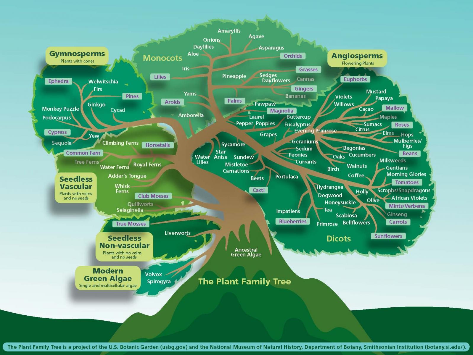 tree.jpg