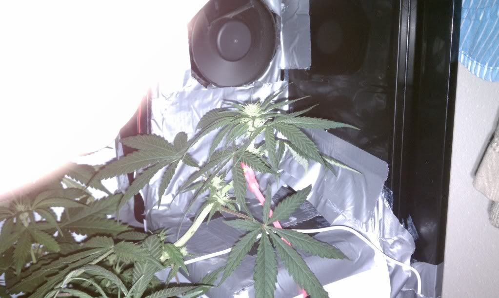 IMAG0044.jpg