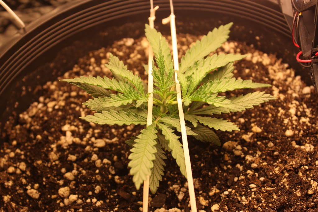 Seed1Day17.jpg