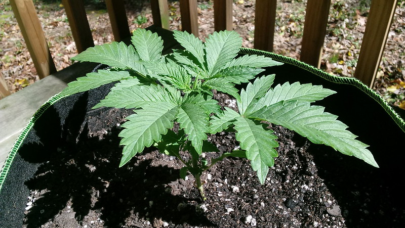26744757638_2c9ffa420e_c.jpg
