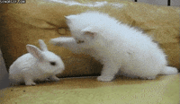 200w.gif