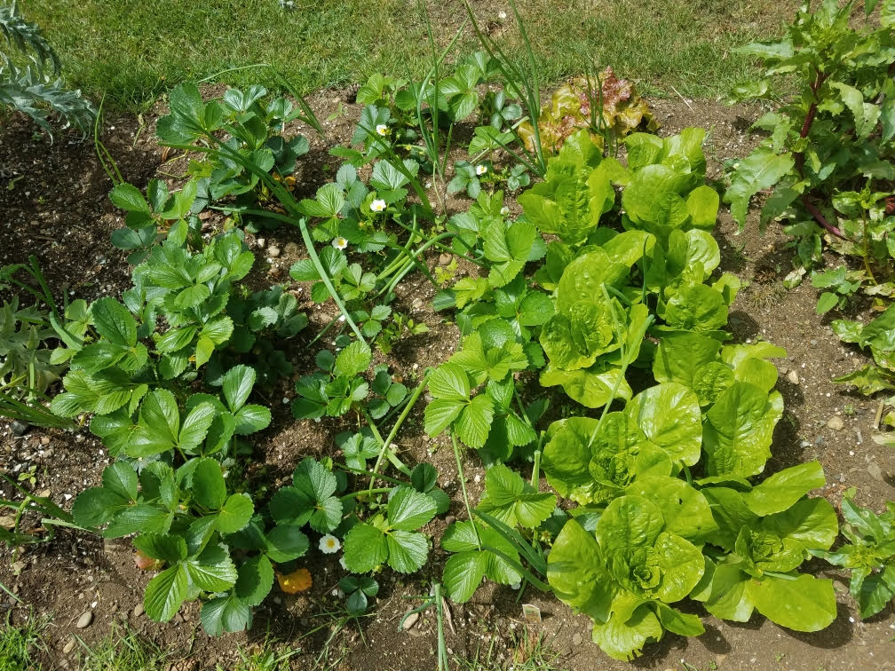 05082021gardenf.jpg